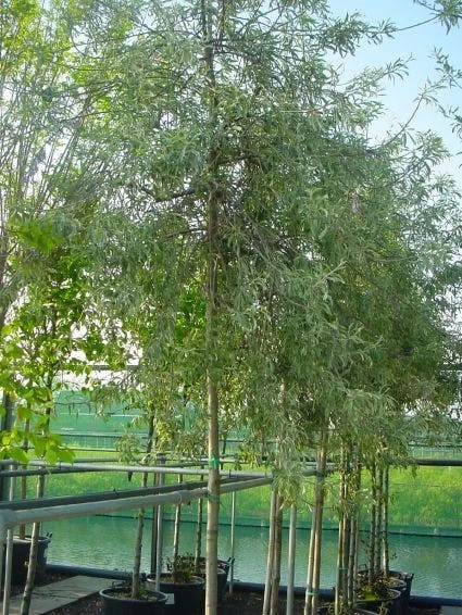 Treursierpeer (Pyrus Salicifolia 'Pendula') 4 Treursierpeer (Pyrus Salicifolia 'Pendula') - Afbeelding 2