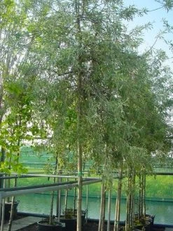 Treursierpeer (Pyrus Salicifolia 'Pendula') -Groene Wereld 20101224152131 9