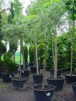 Treursierpeer (Pyrus Salicifolia 'Pendula') -Groene Wereld 20101224152204 9 2