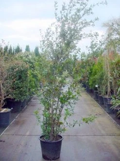 Steeneik Als Struik (Quercus Ilex) 27 Steeneik Als Struik (Quercus Ilex) -Groene Wereld 20101224154115 12