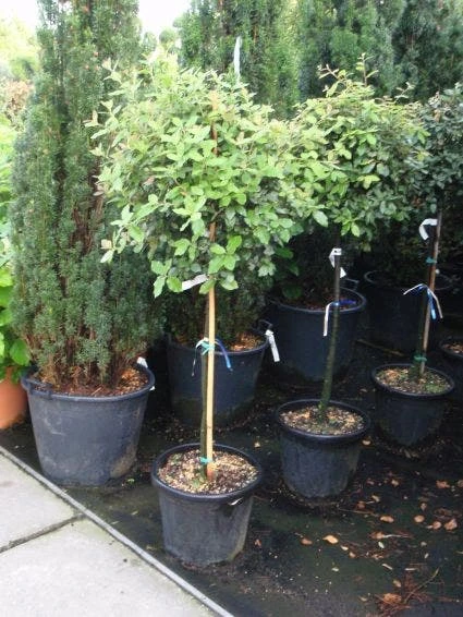 Steeneik Op Stam (Quercus Ilex) 3 Steeneik Op Stam (Quercus Ilex)