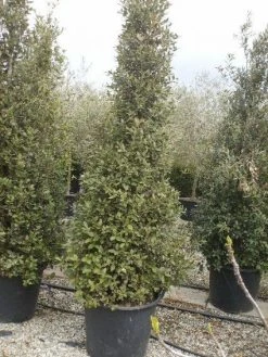 Steeneik Als Piramide (Quercus Ilex) -Groene Wereld 20101224170726 6