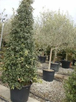 Steeneik Als Piramide (Quercus Ilex)