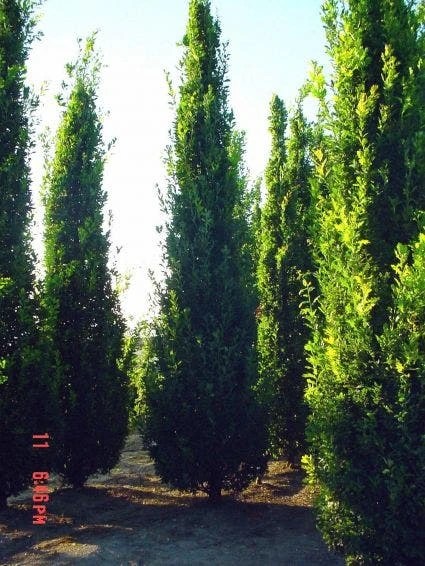 Zomereik Als Zuilboom (Quercus Robur 'Fastigiata') 6 Zomereik Als Zuilboom (Quercus Robur 'Fastigiata') - Afbeelding 4