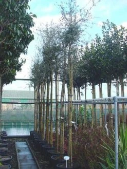 Kurkeik (Quercus Suber) 21 Kurkeik (Quercus Suber) -Groene Wereld 20101227162103 9 1