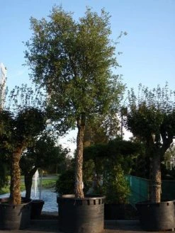 Kurkeik (Quercus Suber) -Groene Wereld 20101227162131 9