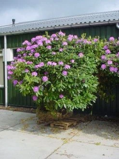 Rhododendron (Rhododendron Catawbiense 'Grandiflorum') -Groene Wereld 20101227172716 13