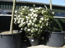Rhododendron (Rhododendron 'Cunningham White') 36 Rhododendron (Rhododendron 'Cunningham White') -Groene Wereld 20101227172754 8