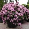 Rhododendron (Rhododendron 'Roseum Elegans') -Groene Wereld 20101227173020 16 1