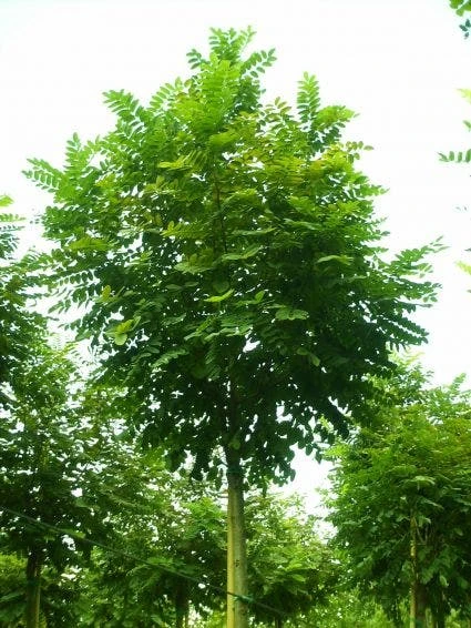 Bolacacia (Robinia Pseudoacacia 'Umbraculifera') 9 Bolacacia (Robinia Pseudoacacia 'Umbraculifera') - Afbeelding 7