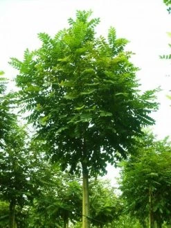 Bolacacia (Robinia Pseudoacacia 'Umbraculifera') -Groene Wereld 20101228120433 24