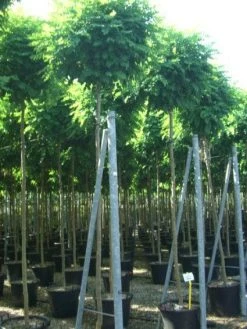 Bolacacia (Robinia Pseudoacacia 'Umbraculifera') 20 Bolacacia (Robinia Pseudoacacia 'Umbraculifera') -Groene Wereld 20101228120453 24 1