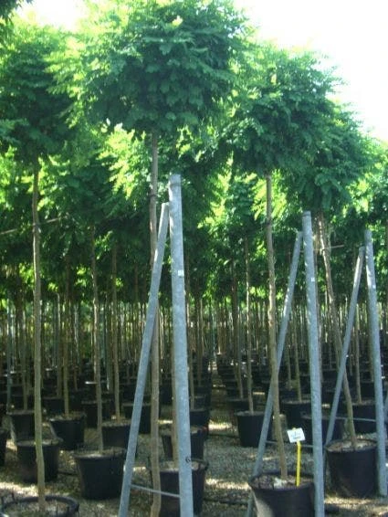 Bolacacia (Robinia Pseudoacacia 'Umbraculifera') 8 Bolacacia (Robinia Pseudoacacia 'Umbraculifera') - Afbeelding 6