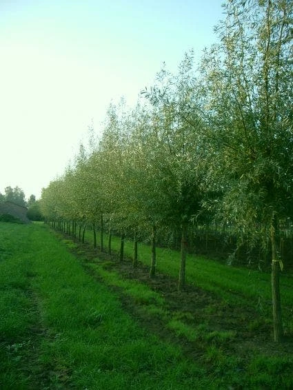 Knotwilg (Salix Alba) 8 Knotwilg (Salix Alba) - Afbeelding 6