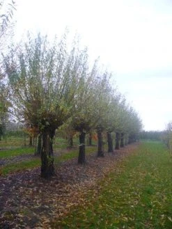 Knotwilg (Salix Alba) -Groene Wereld 20101228131303 13 1
