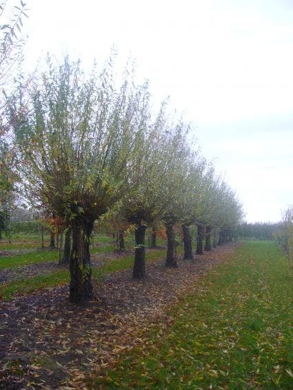 Knotwilg (Salix Alba) 9 Knotwilg (Salix Alba) - Afbeelding 7