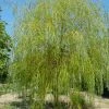 Gele Treurwilg (Salix Babylonica 'Aurea')
