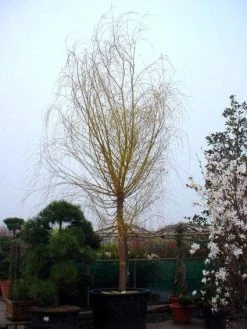 Gele Treurwilg (Salix Babylonica 'Aurea') -Groene Wereld 20101228133308 11