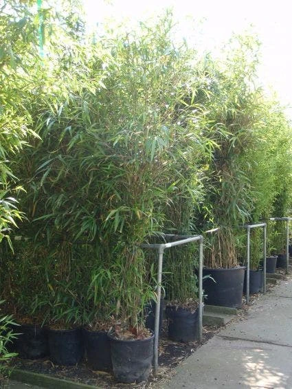 Bamboe (Semiarundinaria Fastuosa) 3 Bamboe (Semiarundinaria Fastuosa)