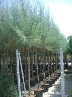 Tamarisk Als Boom (Tamarix Tetrandra) -Groene Wereld 20101228150045 7