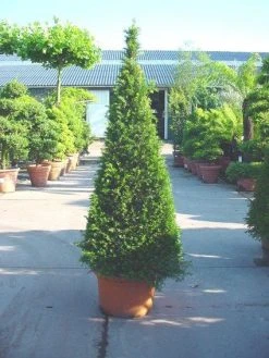 Taxus Als Pyramide (Taxus Baccata) -Groene Wereld 20101228152743 5