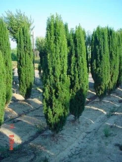 Groene Zuiltaxus (Taxus Baccata 'Fastigiata') -Groene Wereld 20101229172718 15 1