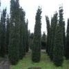 Zuiltaxus (Taxus Baccata 'Fastigiata Robusta') -Groene Wereld 20101230125518 17 1