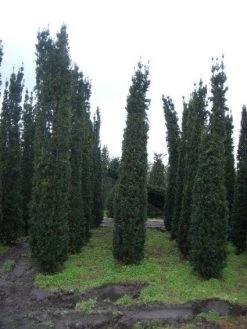 Zuiltaxus (Taxus Baccata 'Fastigiata Robusta')