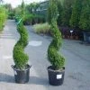 Taxus Als Spiraal (Taxus Baccata) -Groene Wereld 20101230131437 4