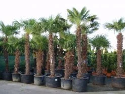 Winterharde Palm (Trachycarpus Fortunei) -Groene Wereld 20101231135206 14
