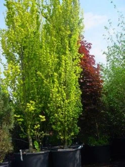 Goudiep (Ulmus Hollandica 'Wredei') -Groene Wereld 20101231140718 9