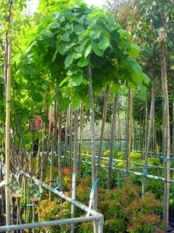 Treuriep (Ulmus Glabra 'Pendula') -Groene Wereld 20101231141953 7