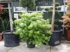 Sneeuwbal (Viburnum Plicatum 'Mariesii') -Groene Wereld 20101231142710 10