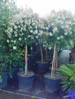 Sneeuwbal Op Stam (Viburnum Tinus 'Eve Price') -Groene Wereld 20110102183216 4