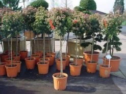 Sneeuwbal Op Stam (Viburnum Tinus 'Eve Price') -Groene Wereld 20110102183229 4