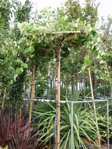 Druif Als Dakboom (Vitis Vinifera) 4 Druif Als Dakboom (Vitis Vinifera) - Afbeelding 2