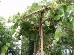 Druif Als Dakboom (Vitis Vinifera) 14 Druif Als Dakboom (Vitis Vinifera) -Groene Wereld 20110102185926 1