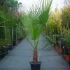 Washingtonia (Washingtonia Robusta) -Groene Wereld 20110102190228 6 1