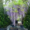 Blauwe Regen Als Boom (Wisteria Sinensis 'Prolific') -Groene Wereld 20110103101631 6