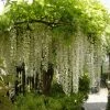 Blauwe Regen, Wit (Wisteria Floribunda 'Longissima Alba')