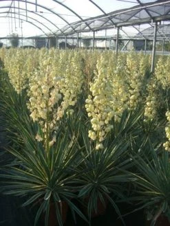 Palmlelie (Yucca Gloriosa 'Variegata')