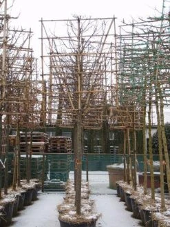 Sierappel Als Leiboom (Malus 'Red Sentinel') -Groene Wereld 20110105105309 5