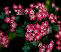 Rode Meidoorn Als Leiboom (Crataegus 'Paul's Scarlet') 7 Rode Meidoorn Als Leiboom (Crataegus 'Paul's Scarlet') -Groene Wereld 20110201103926 5