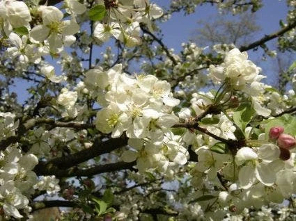 Sierappel Als Leiboom (Malus 'Evereste') 4 Sierappel Als Leiboom (Malus 'Evereste') - Afbeelding 2