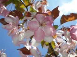 Sierappel Als Leiboom (Malus 'Rudolf') -Groene Wereld 20110201105708 3 1