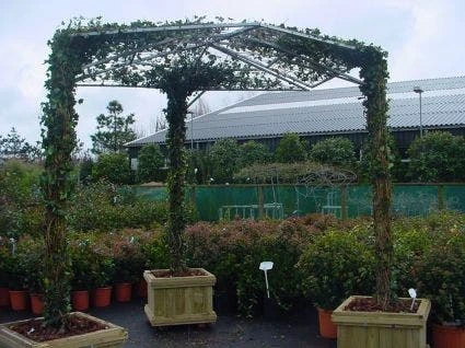 Klimop Als Prieel (Hedera Hibernica) 4 Klimop Als Prieel (Hedera Hibernica) - Afbeelding 2