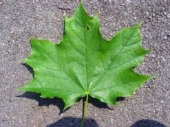 Noorse Esdoorn (Acer Platanoides) -Groene Wereld 20110201164506 11