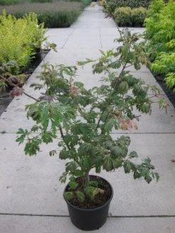 Japanse Esdoorn (Acer Japonicum 'Aconitifolium') -Groene Wereld 20110214171717 10