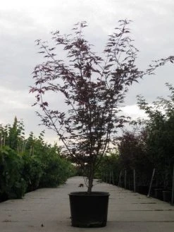 Japanse Esdoorn (Acer Palmatum 'Fireglow') 21 Japanse Esdoorn (Acer Palmatum 'Fireglow') -Groene Wereld 20110215151240 11 1