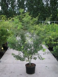 Japanse Esdoorn (Acer Palmatum 'Seiryu') -Groene Wereld 20110215152040 6